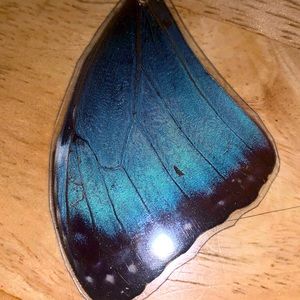 Real butterfly wing pendant!